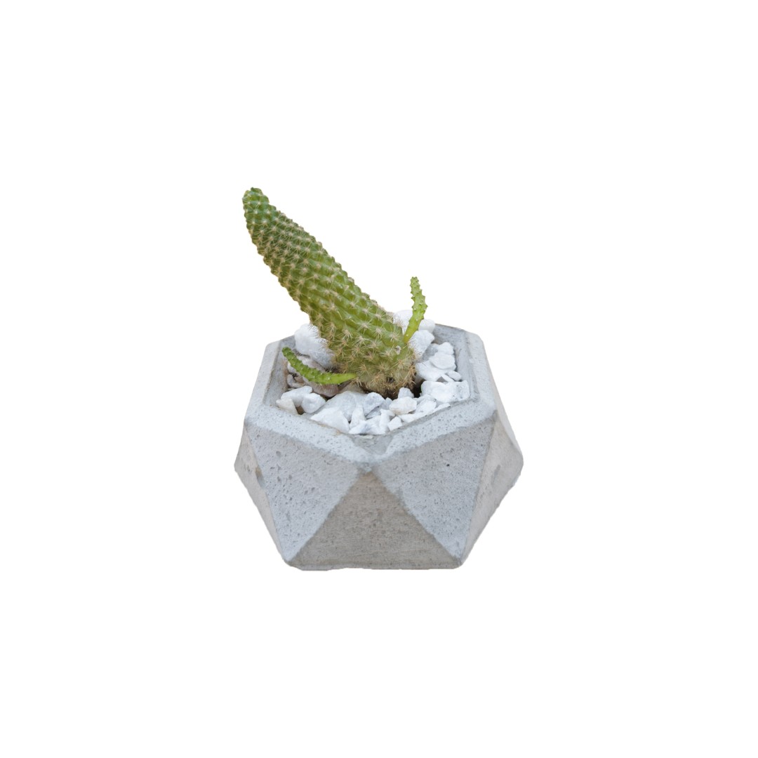 Cactus cornichon dans un pot en ciment
