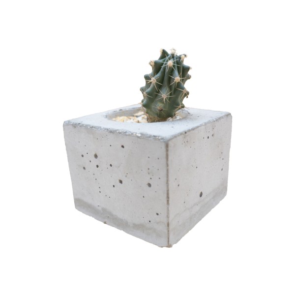 Cactus rocher dans un pot cubique en béton